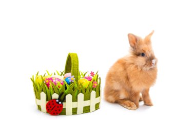 Beyaz arkaplanda izole edilmiş Paskalya tavşanı