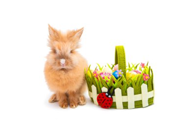 Beyaz arkaplanda izole edilmiş Paskalya tavşanı