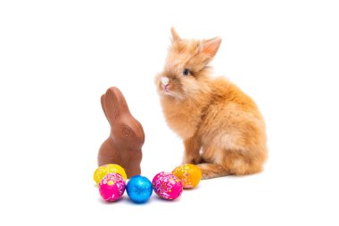 Beyaz arkaplanda izole edilmiş Paskalya tavşanı