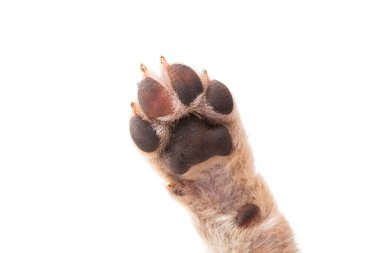 köpek patisi beyaz arkaplanda izole edildi