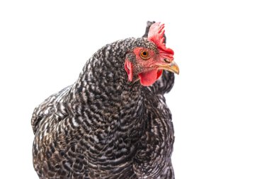 Beyaz arka planda izole edilmiş gri tavuk