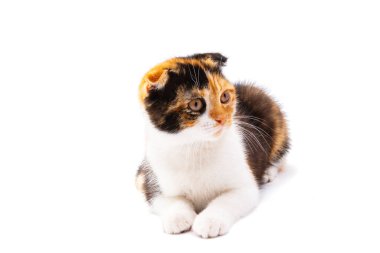 beyaz arkaplanda üç renkli kedi izole edildi