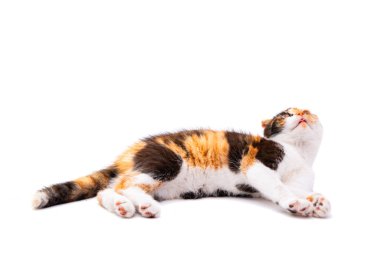 beyaz arkaplanda üç renkli kedi izole edildi