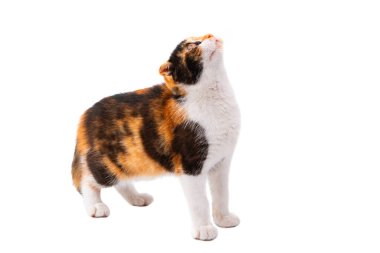 beyaz arkaplanda üç renkli kedi izole edildi