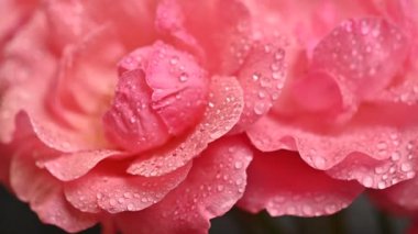  Su damlaları olan gül.