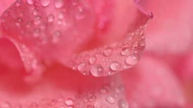  Su damlaları olan gül.