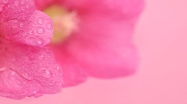 Pembe ebegümeci çiçek yakın