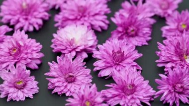 kasımpatı çiçekleri siyah arka plan üzerine