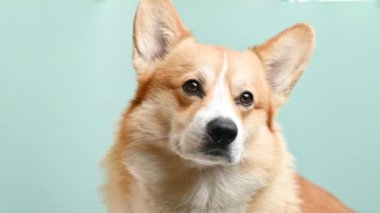 yavaş çekim corgi pembroke renk arkaplanı üzerinde