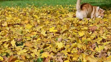 Corgi, sonbahar parkında sarı yapraklarla yürüyüşe çıktı.