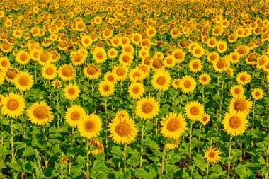 arka plan - güneşli bir günde ayçiçeği tarlası