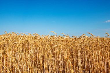 Güneşli bir günde altın buğday alanı