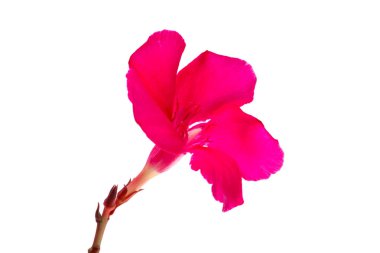 Kırmızı zakkum beyaz arkaplanda izole edildi