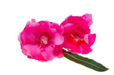 Kırmızı zakkum beyaz arkaplanda izole edildi