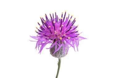 beyaz arkaplanda izole edilmiş dulavrat çiçeği