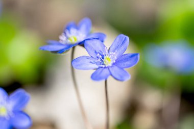 Hepatica Nobilis - ormandaki ilk ilkbahar çiçeği.
