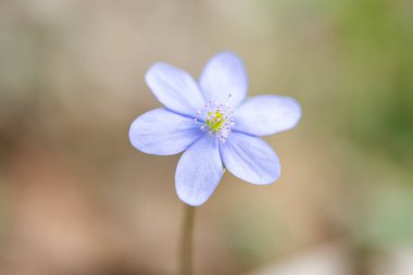 Hepatica Nobilis - ormandaki ilk ilkbahar çiçeği.