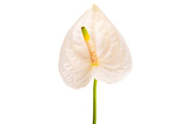 Beyaz arkaplanda Anthurium izole edildi