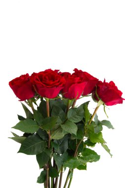 kırmızı gül beyaz arkaplanda izole