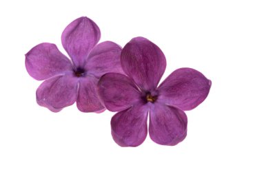 Beyaz arkaplanda yalıtılmış leylak çiçeği