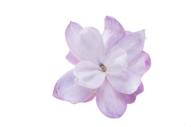 Beyaz arkaplanda yalıtılmış leylak çiçeği
