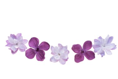 Beyaz arkaplanda yalıtılmış leylak çiçeği