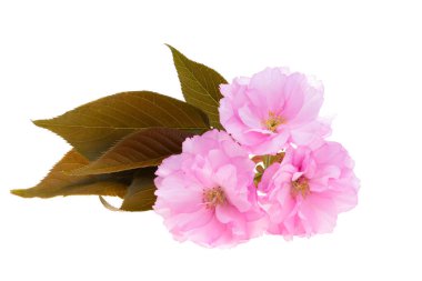 Beyaz arkaplanda izole edilmiş sakura çiçeği