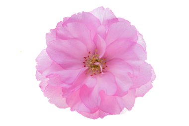 Beyaz arkaplanda izole edilmiş sakura çiçeği