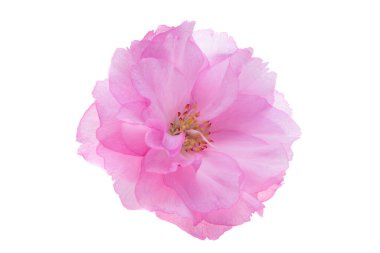 Beyaz arkaplanda izole edilmiş sakura çiçeği