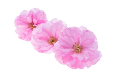 Beyaz arkaplanda izole edilmiş sakura çiçeği