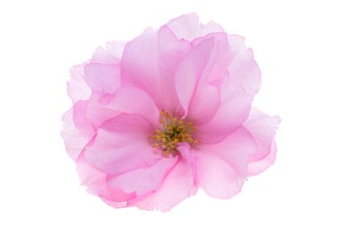 Beyaz arkaplanda izole edilmiş sakura çiçeği