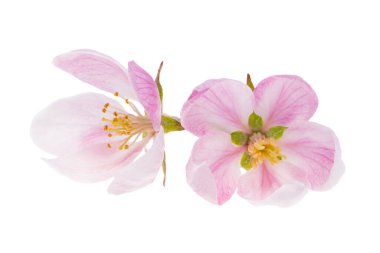 Beyaz arkaplanda izole edilmiş elma çiçeği