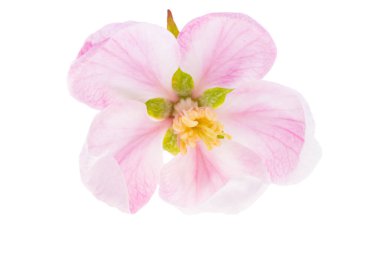 Beyaz arkaplanda izole edilmiş elma çiçeği