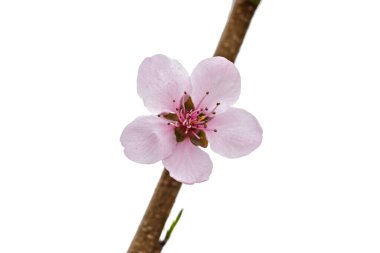 Baharda pembe sakura çiçekli ağaç dalı