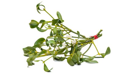 Beyaz arkaplanda izole edilmiş ökseotu dalı