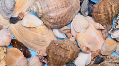 farklı deniz kabuklarının arkaplanı kapat