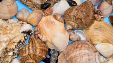 farklı deniz kabuklarının arkaplanı kapat