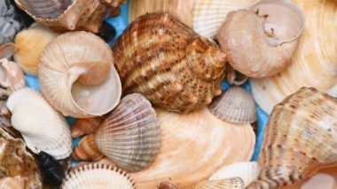 farklı deniz kabuklarının arkaplanı kapat