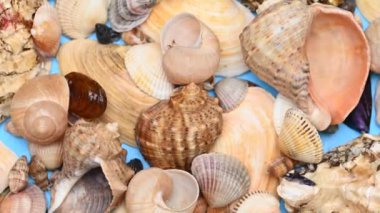 farklı deniz kabuklarının arkaplanı kapat