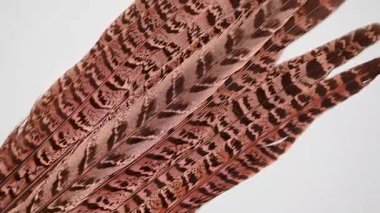 Arka planda güzel sülün tüyleri var.