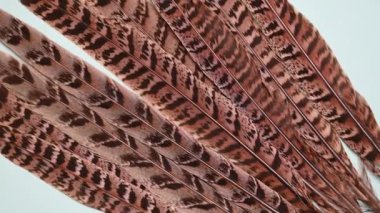 Arka planda güzel sülün tüyleri var.