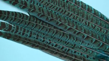 Arka planda güzel sülün tüyleri var.