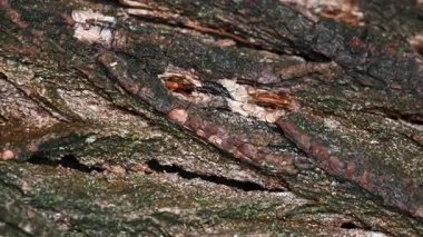 background of chopped firewood close up