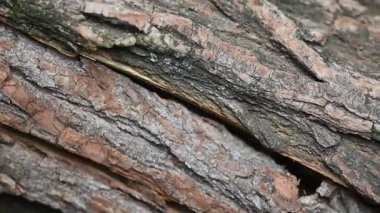background of chopped firewood close up