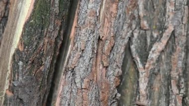 background of chopped firewood close up