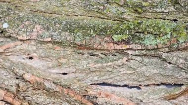 background of chopped firewood close up