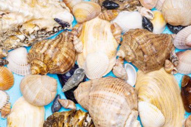 farklı deniz kabuklarının arkaplanı kapat