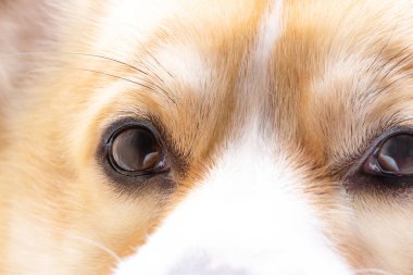 Galli Corgi Pembroke Surat Yakın plan