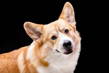 Galli Corgi Pembroke Surat Yakın plan