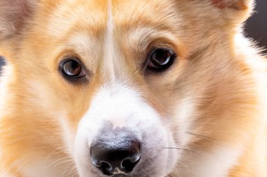 Galli Corgi Pembroke Surat Yakın plan